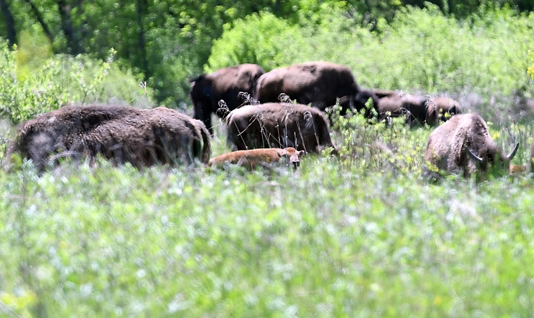 Minneopa bison babies 3